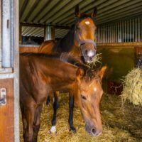 馬を飼育するには費用はどのくらいかかる?市への許可や注意点について 馬を飼育するには費用はどのくらいかかる?市への許可や注意点について