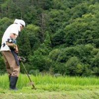 高刈りとは?高刈りするメリットと刈り倒しのデメリット 高刈りとは?高刈りするメリットと刈り倒しのデメリット