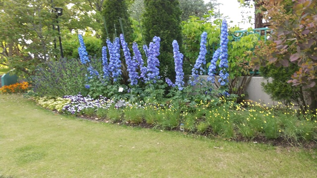 大泉緑地公園 花