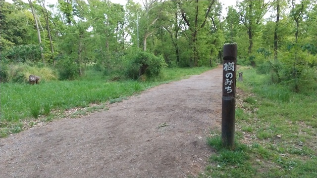 大泉緑地公園 樹のみち