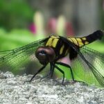 オニヤンマ 虫除け効果