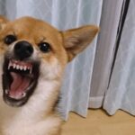 犬の鳴き声の苦情どこに
