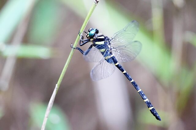 オニヤンマの成虫やヤゴの寿命は？絶滅危惧種や生息地について解説してみた！